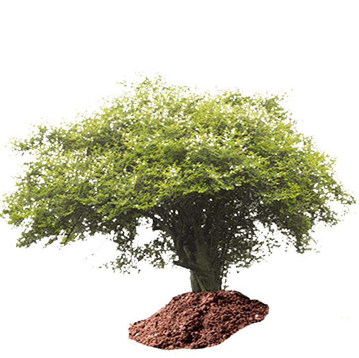 naturopathe-brignoles-danielle-gardet